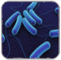 Enterobacterias