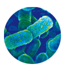 Gestión de resistencia antimicrobiana